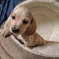 Lucky - AKC, a male Miniature Dachshund for sale in Bristol, TN – Photo 3 of 7