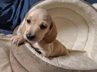 Lucky - AKC, a male Miniature Dachshund for sale in Bristol, TN – Photo 3 of 8