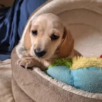 Lucky - AKC, a male Miniature Dachshund for sale in Bristol, TN – Photo 2 of 7