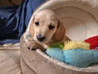 Lucky - AKC, a male Miniature Dachshund for sale in Bristol, TN – Photo 2 of 8