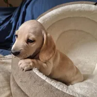 Lucky - AKC, a male Miniature Dachshund for sale in Bristol, TN – Photo 4 of 7