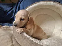 Lucky - AKC, a male Miniature Dachshund for sale in Bristol, TN – Photo 4 of 8