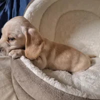 Lucky - AKC, a male Miniature Dachshund for sale in Bristol, TN – Photo 6 of 7