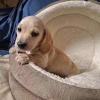 Lucky - AKC, a male Miniature Dachshund for sale in Bristol, TN – Photo 1 of 7