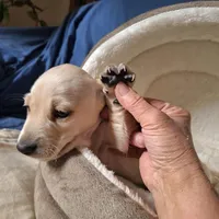 Lucky - AKC, a male Miniature Dachshund for sale in Bristol, TN – Photo 5 of 7