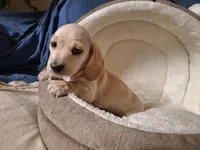 Snow - AKC On Sale, a male Miniature Dachshund for sale in Bristol, TN – Photo 3 of 8