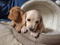 Snow - AKC On Sale, a male Miniature Dachshund for sale in Bristol, TN – Photo 5 of 8