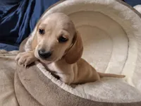 Snow - AKC On Sale, a male Miniature Dachshund for sale in Bristol, TN – Photo 2 of 8