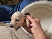 Snow - AKC On Sale, a male Miniature Dachshund for sale in Bristol, TN – Photo 4 of 8