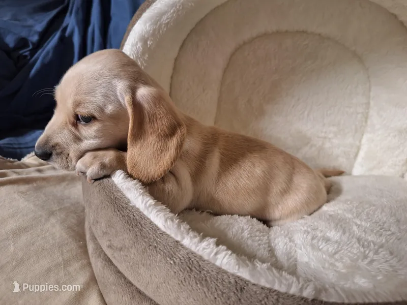 Snow - AKC On Sale, a male Miniature Dachshund for sale in Bristol, TN – Photo 1 of 8
