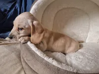 Snow - AKC On Sale, a male Miniature Dachshund for sale in Bristol, TN – Photo 1 of 8