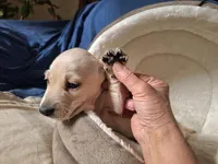 Whitey - AKC, a male Miniature Dachshund for sale in Bristol, TN – Photo 7 of 8