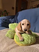 Snow, a male Miniature Dachshund for sale in Bristol, TN – Photo 2 of 7