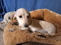 Snow, a male Miniature Dachshund for sale in Bristol, TN – Photo 3 of 7