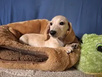 Snow, a male Miniature Dachshund for sale in Bristol, TN – Photo 5 of 7