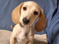 Snow, a male Miniature Dachshund for sale in Bristol, TN – Photo 7 of 7