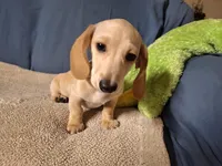 Snow, a male Miniature Dachshund for sale in Bristol, TN – Photo 6 of 7