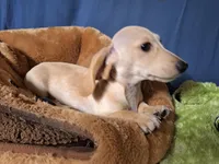 Snow, a male Miniature Dachshund for sale in Bristol, TN – Photo 4 of 7