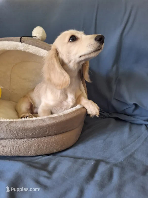 Puff - AKC  10% Off!