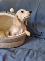 Puff - AKC  10% Off!, a male Miniature Dachshund for sale in Bristol, TN – Photo 1 of 2