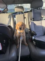 Max , a male Golden Retriever for sale in New Britain, CT – Photo 4 of 8