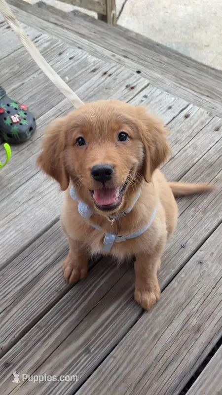 Max  – Golden Retriever puppy for sale in New Britain, CT