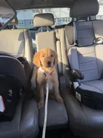 Max , a male Golden Retriever for sale in New Britain, CT – Photo 6 of 8