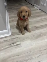 Max , a male Golden Retriever for sale in New Britain, CT – Photo 5 of 8