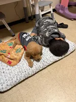 Max , a male Golden Retriever for sale in New Britain, CT – Photo 8 of 8