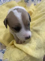 Sunshine, a female Jack Russell Terrier for sale in Corydon, IN – 7 of 10