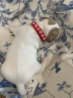 Cherry, a female Jack Russell Terrier for sale in Corydon, IN – 3 of 9