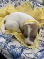 Sunshine, a female Jack Russell Terrier for sale in Corydon, IN – 9 of 10