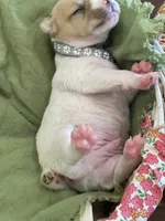 Nova , a male Jack Russell Terrier for sale in Corydon, IN – 3 of 9