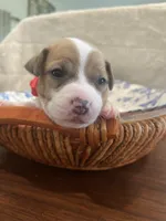 Cherry, a female Jack Russell Terrier for sale in Corydon, IN – 9 of 9