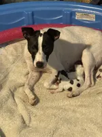 Randy, a male Jack Russell Terrier for sale in Corydon, IN – 8 of 9