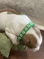 Wolf, a male Jack Russell Terrier for sale in Corydon, IN – 4 of 8