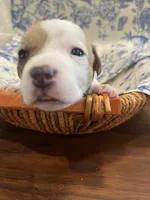 Hunter, a male Parson Russell Terrier for sale in Corydon, IN – 7 of 9