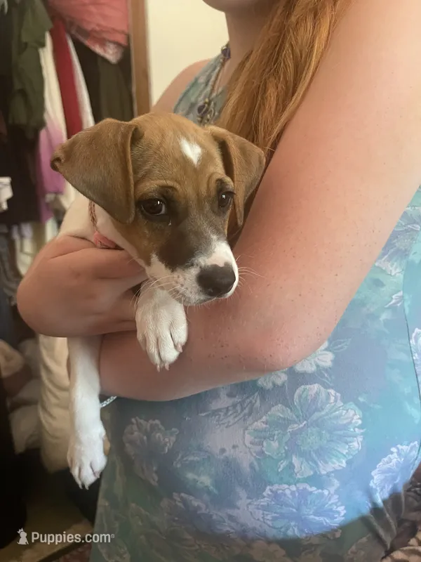 Breeze – Jack Russell Terrier puppy for sale in Corydon, IN