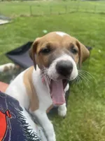 Breeze, a female Jack Russell Terrier for sale in Corydon, IN – 7 of 8