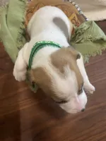 Wolf, a male Jack Russell Terrier for sale in Corydon, IN – 3 of 8