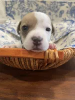 Hunter, a male Parson Russell Terrier for sale in Corydon, IN – 8 of 9