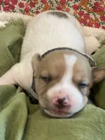Nova , a male Jack Russell Terrier for sale in Corydon, IN – 8 of 9