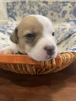 Hunter, a male Parson Russell Terrier for sale in Corydon, IN – 9 of 9