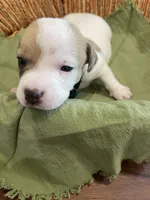 Hunter, a male Parson Russell Terrier for sale in Corydon, IN – 4 of 9