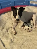 Nova , a male Jack Russell Terrier for sale in Corydon, IN – 5 of 9