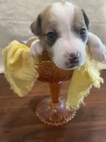 Sunshine, a female Jack Russell Terrier for sale in Corydon, IN – 8 of 10