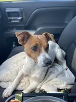 Breeze, a female Jack Russell Terrier for sale in Corydon, IN – 2 of 8