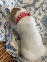 Cherry, a female Jack Russell Terrier for sale in Corydon, IN – 7 of 9