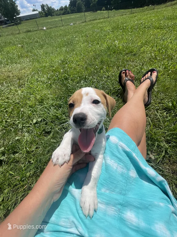 Hunter – Parson Russell Terrier puppy for sale in Corydon, IN