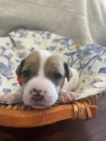 Cherry, a female Jack Russell Terrier for sale in Corydon, IN – 6 of 9